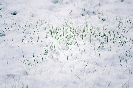 雪中的绿草你好啊春图片