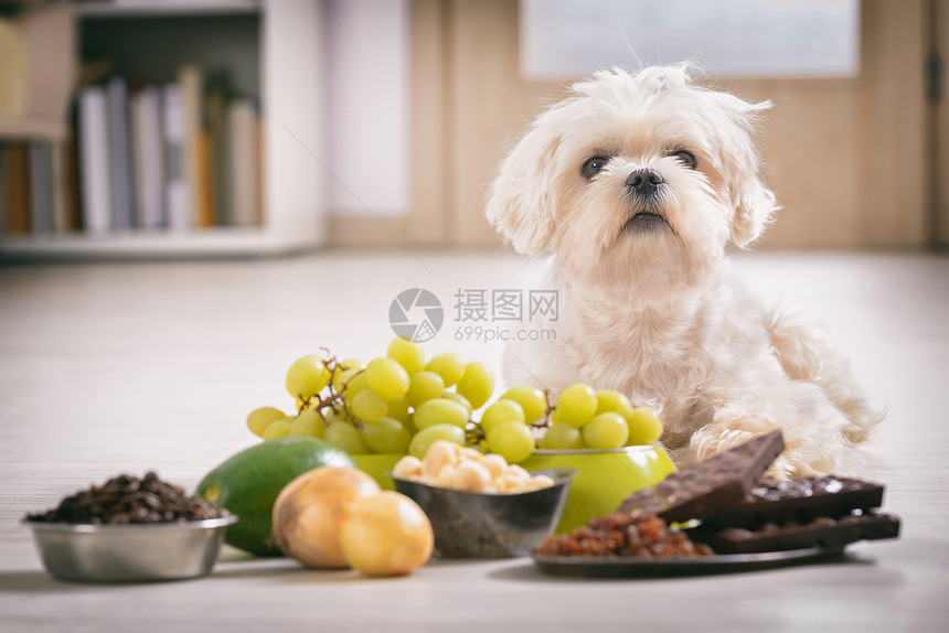 小白马耳他犬和对他有毒的食物成分图片
