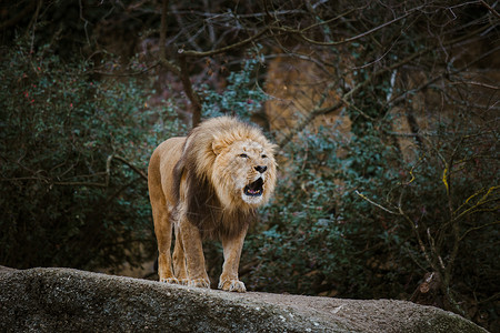 一只成年雄狮表示侵略图片