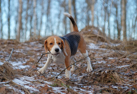 比格尔狗在散步冬季图片
