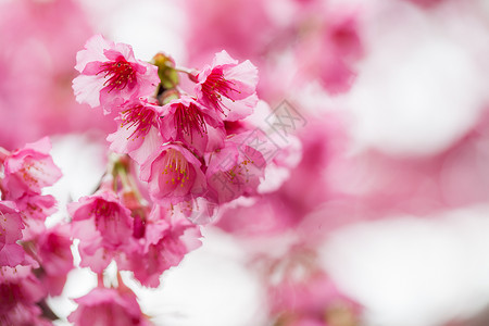 DoiAngKhang的粉红色樱花泰国清迈受欢迎的图片