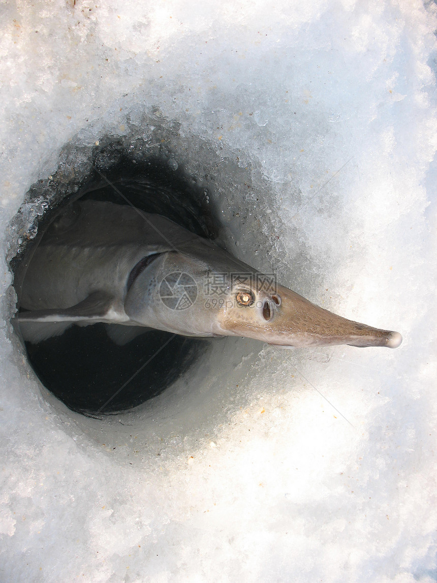 在湖边的冬季捕鱼在清洁和美丽的地方捕捉西伯利亚草原Acipenserbaeri当冰钓时图片