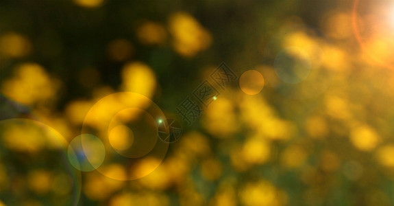 在黄色花朵上模糊的太阳光耀图片