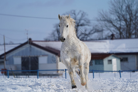 冬季北海道的马图片