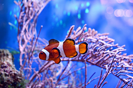 以珊瑚礁为背景的水族蓄水池中的小丑鱼安图片