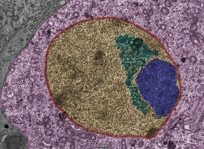 的假彩色透射电子显微镜TEM显微照片核棕色背景图片