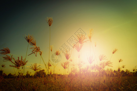 草原背景摘要草地和日落有草温暖调图片