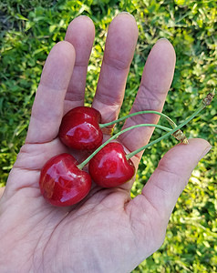 一只手特写新鲜采摘的成熟樱桃果实图片