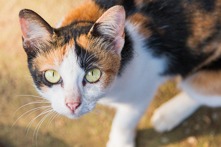 闭上黄猫的眼睛图片