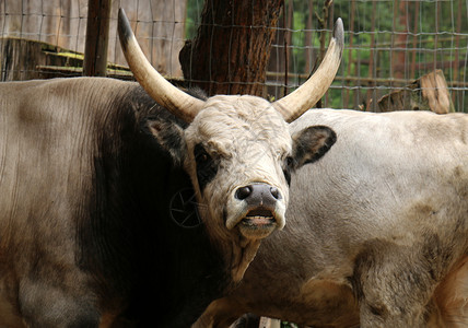 牛和公牛被驯养牛在人命中图片