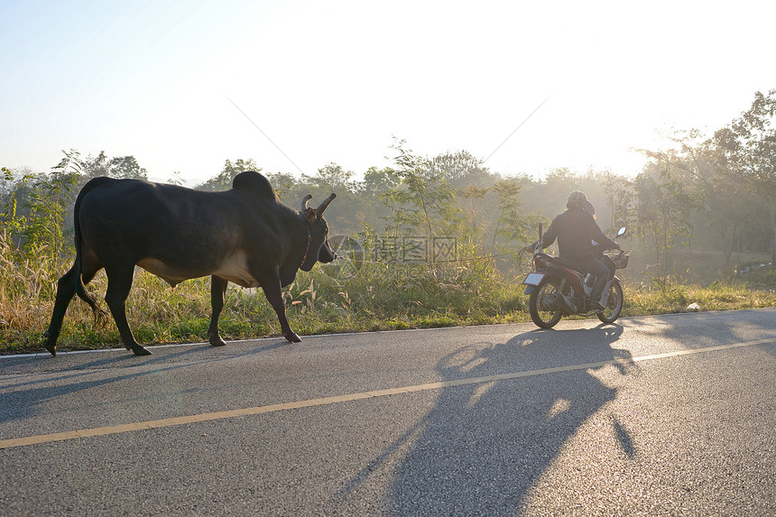 在泰国乡村公路上骑自行车的图片