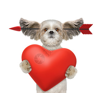 可爱的shitzu狗在情人节坠入爱河在白高清图片
