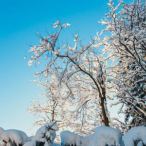 背景中的雪树和蓝色图片