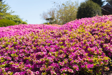 明媚的春日植物园里的美丽花朵图片