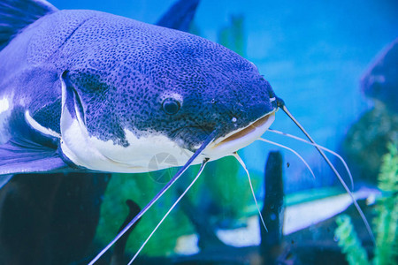 水族馆里的蓝鱼特写图片