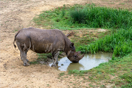 犀牛从水坑里喝水图片