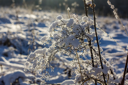 干草冬雪图片