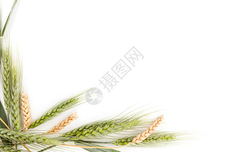 上面的黄色小麦和绿色小麦被白底隔图片