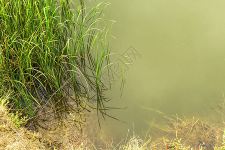沼泽中杂草的顶视图图片