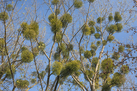 槲寄生植物占据的高大树枝图片