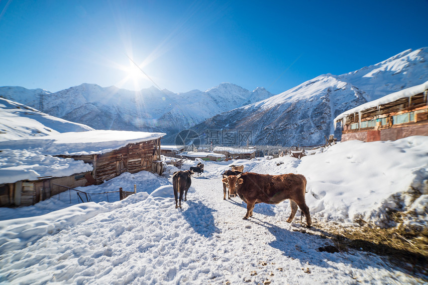 雪山中的牛图片