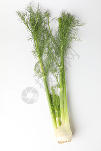 白色背景上长的绿色茎叶茴香根图片