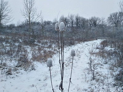 冬天积雪的卡林蓟图片