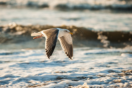 海鸥飞过加利福尼亚海岸的破碎波浪图片