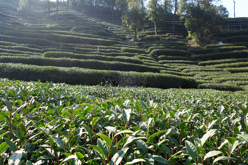 杭州美丽的新鲜绿色龙井茶园图片