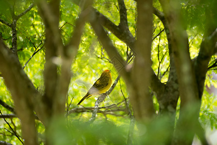 雄海岛金丝雀在大自然的树枝上摆姿势图片