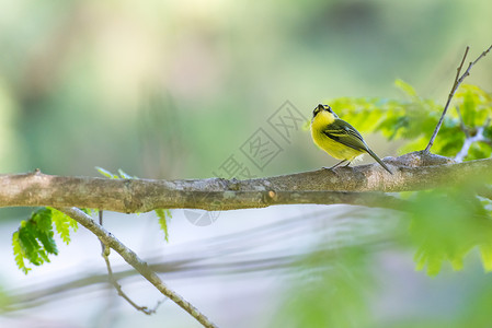 近距离接近黄领幼蝇捕猎鸟的过渡鸟在图片素材