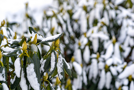 未吹芽的绿色灌木被白雪覆盖图片