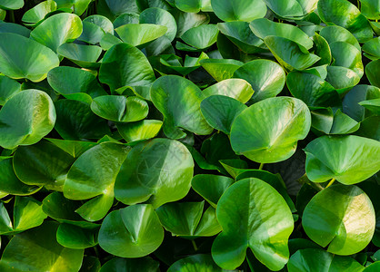 草场湖底生态绿树种植物的图片