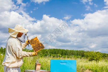 养蜂人拿着木制框架和蜜蜂来控制蜜蜂背景图片