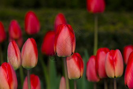 红色郁金香花春天背景上的春天花朵图片