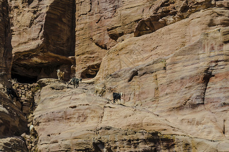 山羊从约旦佩特拉的岩石上下来图片