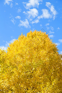 在蓝天秋的黄色银杏叶树图片