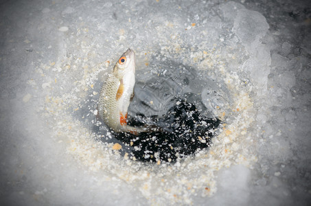 冬季钓鱼时从洞中拉出捕获的鱼图片