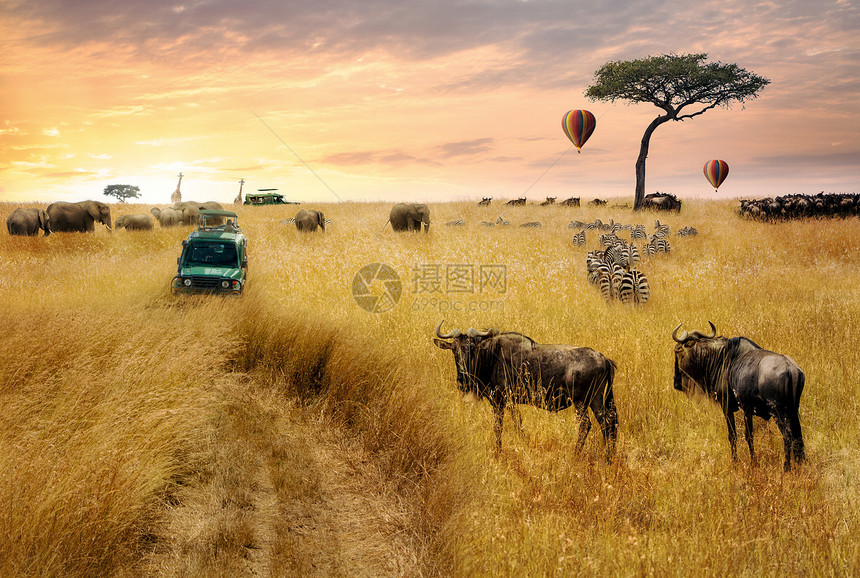 在日出时野生动物游猎运动穿越肯尼亚非洲草原的图片