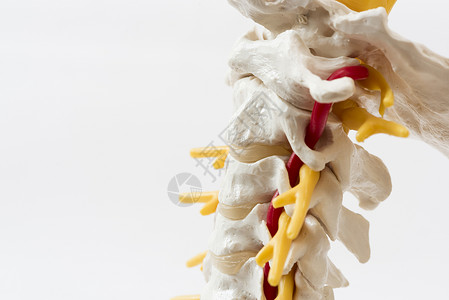 在人类白背景的宫颈脊椎模型横向观图片