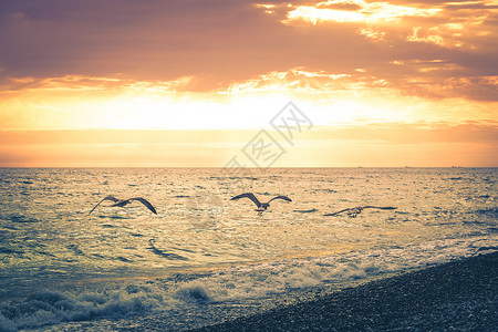 三只海鸥在美丽的日落背景下沿着海滩岸线飞翔图片
