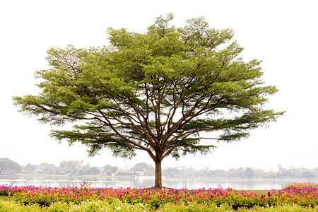 湖上的TerminaliaivoensisChev树图片