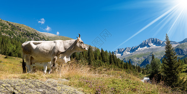 山牧场上的白母牛图片