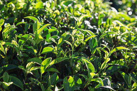 早上茶园里的绿茶叶特写绿茶叶图片