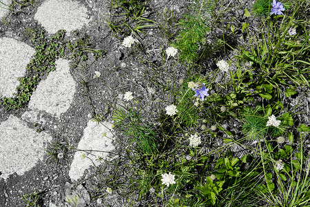 鲜花和鹅卵石的绿色图片