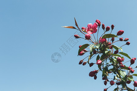 鲜花中的苹果树粉红花和绿色叶子图片