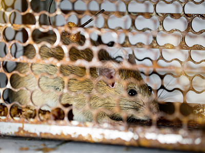 老鼠在笼子里抓老鼠的软焦点背景图片