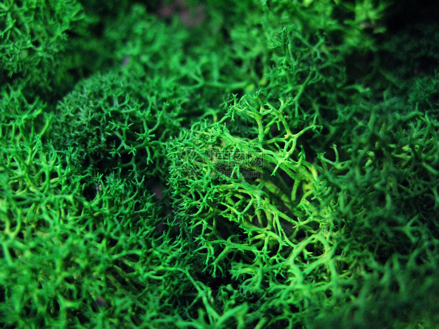 绿苔植物的自然质图片