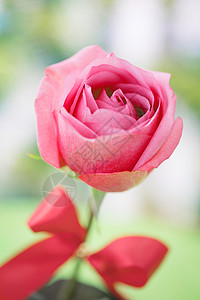 红粉玫瑰花瓣图片