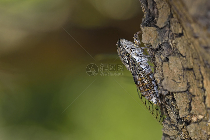 克里特岛蝉Cicadacredensis图片